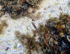 Halichoeres nebulosus