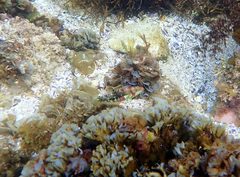 Halichoeres nebulosus