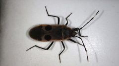 Physopelta cincticollis