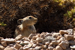 Ochotona rufescens