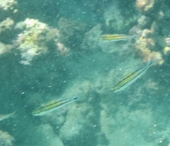 Haemulon scudderii