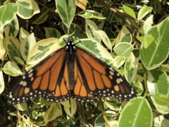 Danaus plexippus