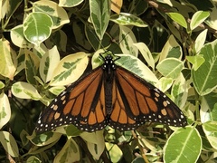 Danaus plexippus