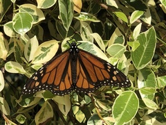Danaus plexippus