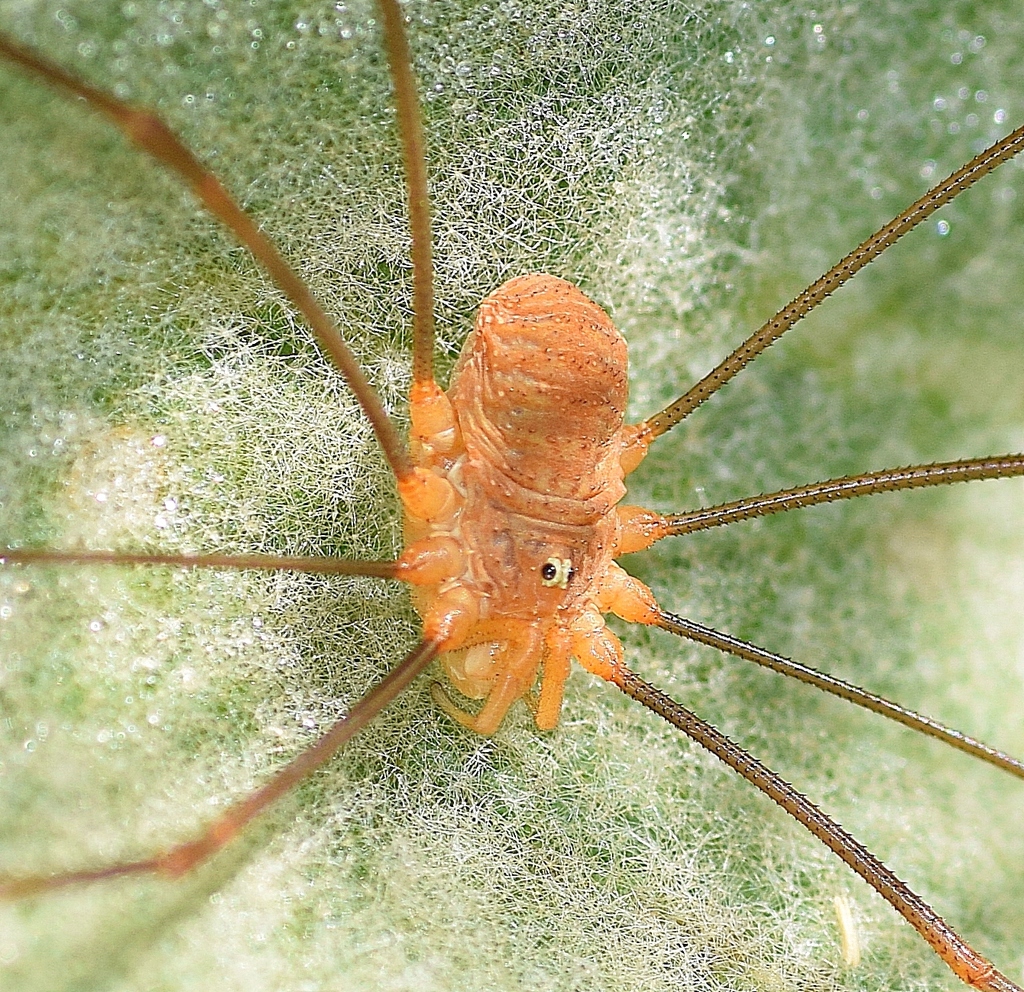 Opilio ruzickai