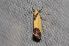 Crepidosceles exanthema