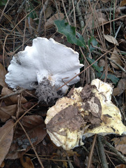 Albatrellus subrubescens