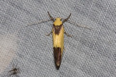 Crepidosceles exanthema