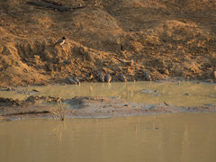 Urocolius indicus transvaalensis