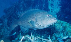 Mycteroperca venenosa