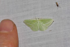 Iulops argocrana