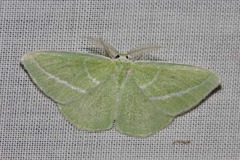 Iulops argocrana