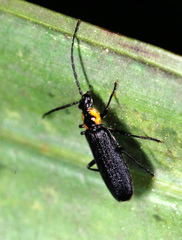 Rhagonycha angulata