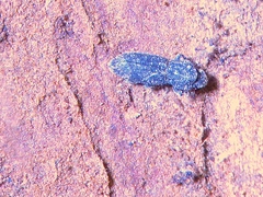 Notocoxelus