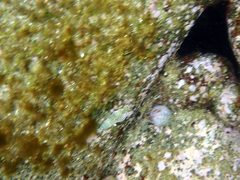 Anampses caeruleopunctatus