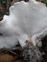 Albatrellus subrubescens