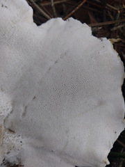 Albatrellus subrubescens