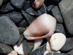 Conus miliaris