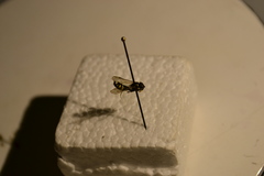 Sapygidae