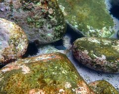 Anampses caeruleopunctatus