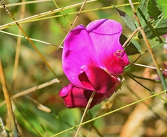 Lathyrus grandiflorus
