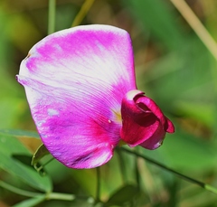 Lathyrus grandiflorus