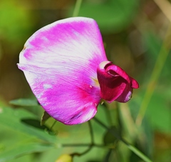 Lathyrus grandiflorus