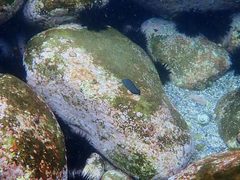 Anampses caeruleopunctatus