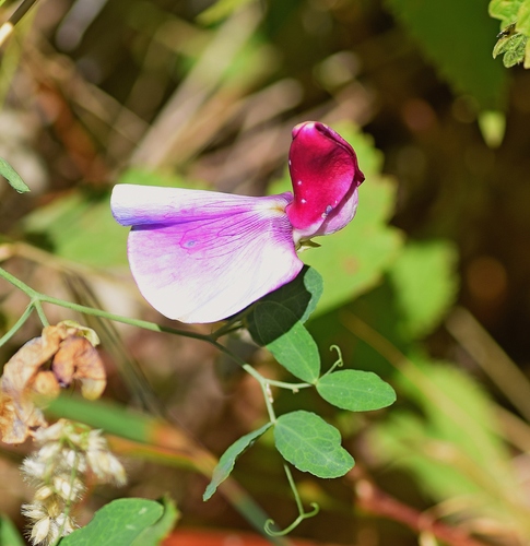 Image of Lathyrus grandiflorus by (c) Kostas Zontanos, some rights reserved (CC BY)