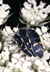 Acmaeoderella flavofasciata