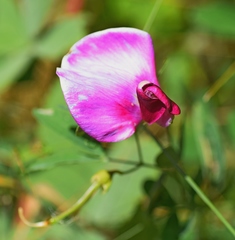 Lathyrus grandiflorus