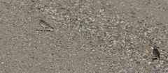 Anthus spragueii