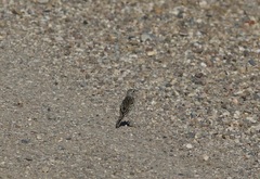 Anthus spragueii