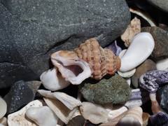 Turritriton labiosus