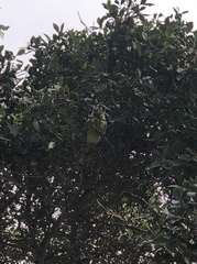 Psittacula krameri