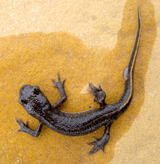 Triturus ivanbureschi