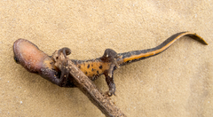 Triturus ivanbureschi