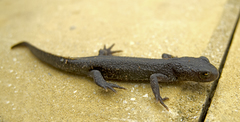 Triturus ivanbureschi