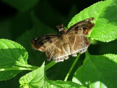 Odontoptilum angulata