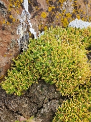 Scleranthus biflorus