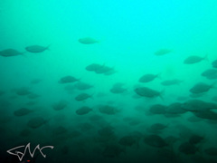 Acanthopagrus australis