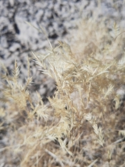 Scleropogon brevifolius