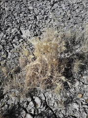 Scleropogon brevifolius