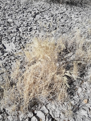 Scleropogon brevifolius