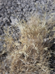 Scleropogon brevifolius