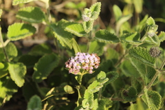 Aristeguietia lamiifolia