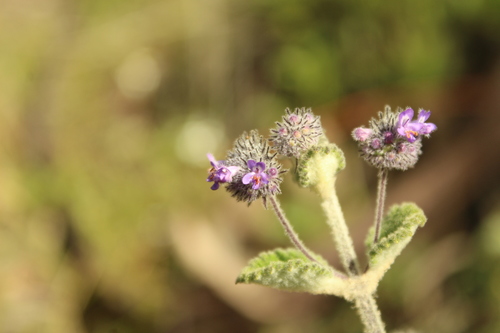 Mesosphaerum perbullatum, photograph 1