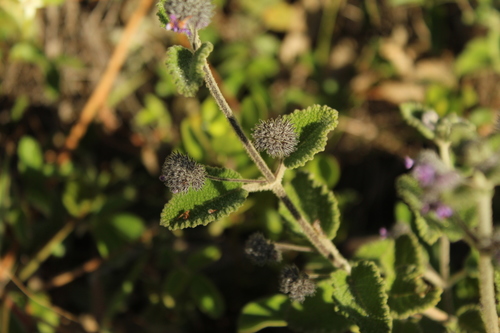 Mesosphaerum perbullatum, photograph 2
