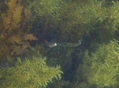 Heteroscarus acroptilus