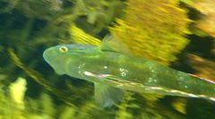 Heteroscarus acroptilus